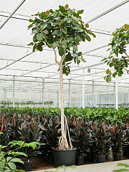 Lush Banyan Fig Ficus benghalensis (400-450) Tall Indoor House Plants Trees