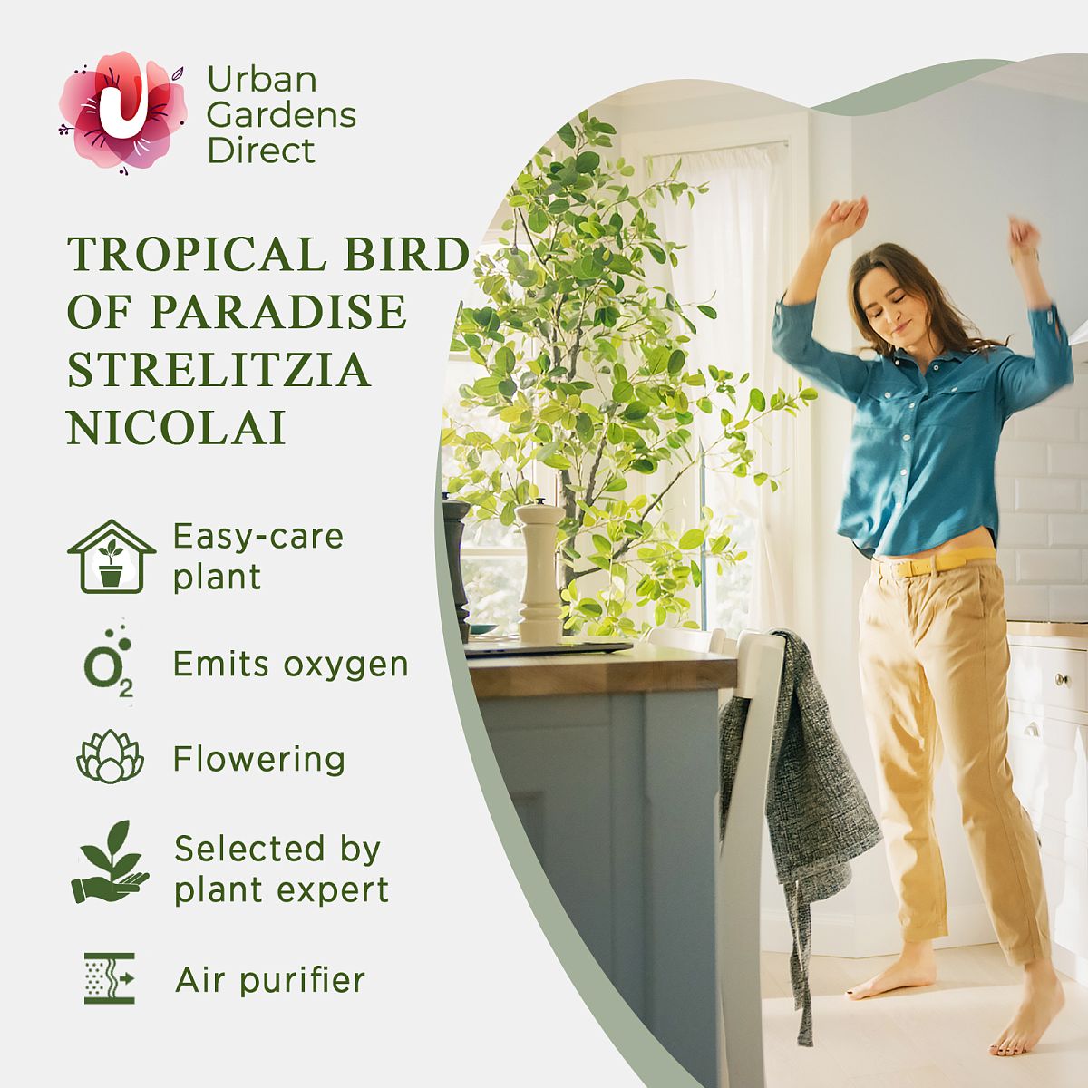 Tropical Bird of Paradise Strelitzia nicolai Indoor House Plants