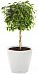 Ficus Benjamina Exotica in LECHUZA CLASSICO LS Self-watering Planter, Total Height 70 cm