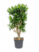 Fabulous Pleomele (Dracaena) reflexa 'Song of Jamaica' Tall Indoor House Plants Trees