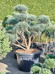 Showy Scots Pine Pinus sylvestris 'Watereri' Outdoor Plants