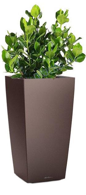 Clusia in LECHUZA CUBICO Self-watering Planter, Total Height 90 cm