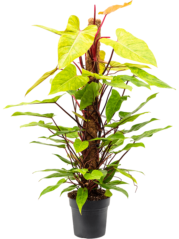 Lush Heart-Leaf Philodendron 'Painted Lady' Indoor House Plants