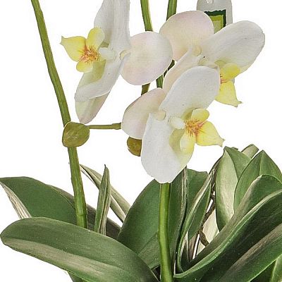 AN-Glass Orchid with Soil White Artificial Flower Plant
