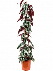Striking Grape Ivy Cissus discolor Indoor House Plants