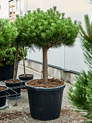 Showy Japanese Red Pine Pinus densiflora 'Alice Verkade' Outdoor Plants