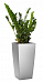 Zamioculcas Zamiifolia in LECHUZA CUBICO Self-watering Planter, Total Height 125 cm