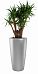 Yucca in LECHUZA RONDO Self-watering Planter, Total Height 180 cm