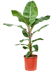Lush Banana Plant Musa 'Dwarf Cavendish' Tall Indoor House Plants Trees
