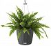 Nephrolepis Exaltata (Sword Fern) in LECHUZA NIDO Cottage Self-watering Hanging Planter, Total Heigh