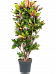 Colorful Croton (Codiaeum) variegatum 'Petra' Indoor House Plants