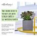 LECHUZA CANTO Stone Low Square Poly Resin Self-watering Planter Set