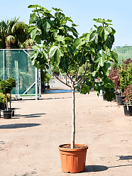 Lush Red-stem Fig Ficus carica (160-180)