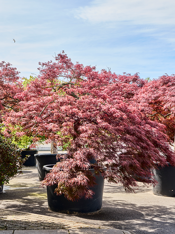 Acer pal. diss 'Crimson Queen'