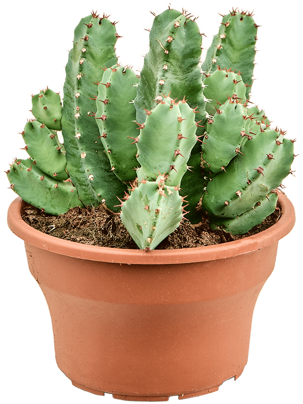 Cute African Milk Tree Euphorbia resinifera Indoor House Plants