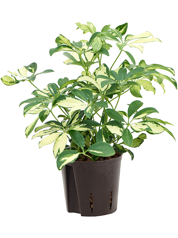 Colorful Umbrella Tree Schefflera arboricola 'Trinette' Indoor House Plants