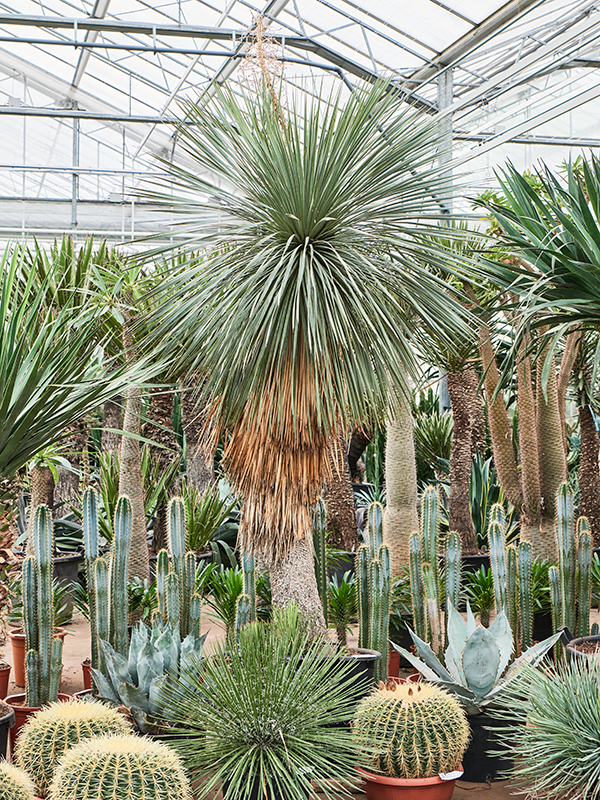 Yucca linearifolia