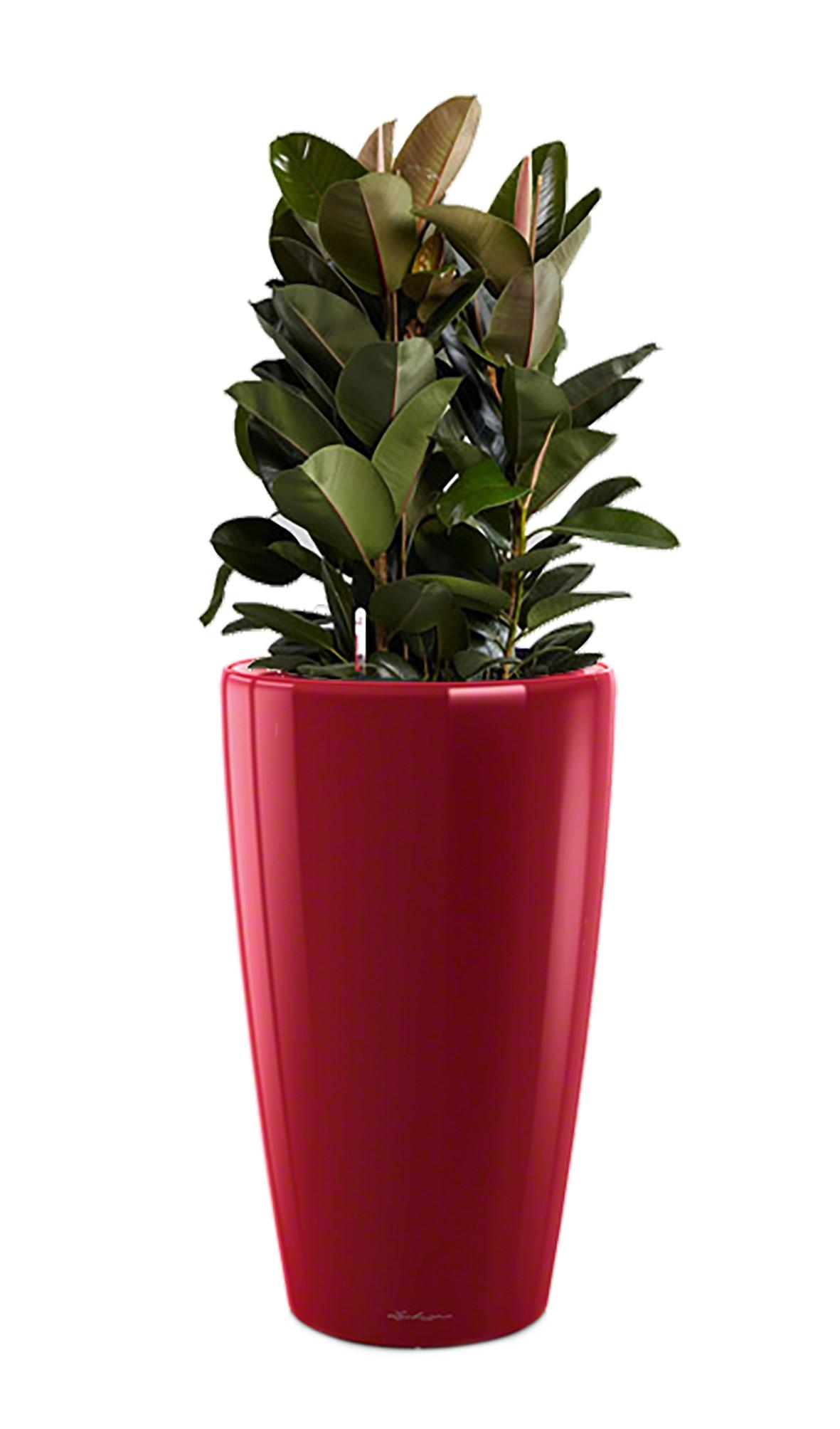 Ficus Elastica Robusta in LECHUZA RONDO Self-watering Planter, Total Height 160 cm