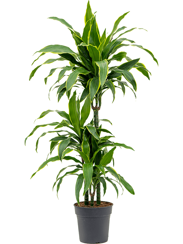 Vibrant Corn Plant Dracaena fragrans 'Arturo' Tall Indoor House Plants Trees