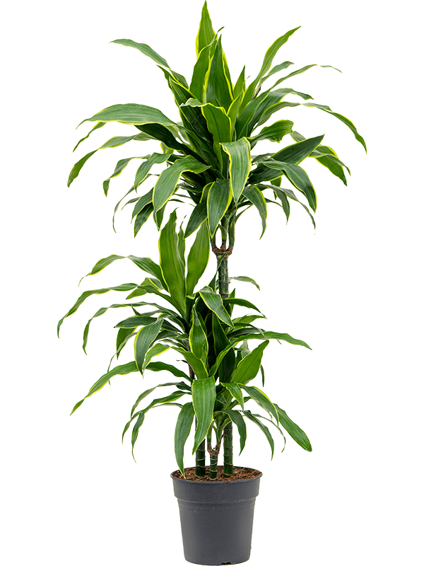Vibrant Corn Plant Dracaena fragrans 'Arturo' Tall Indoor House Plants Trees