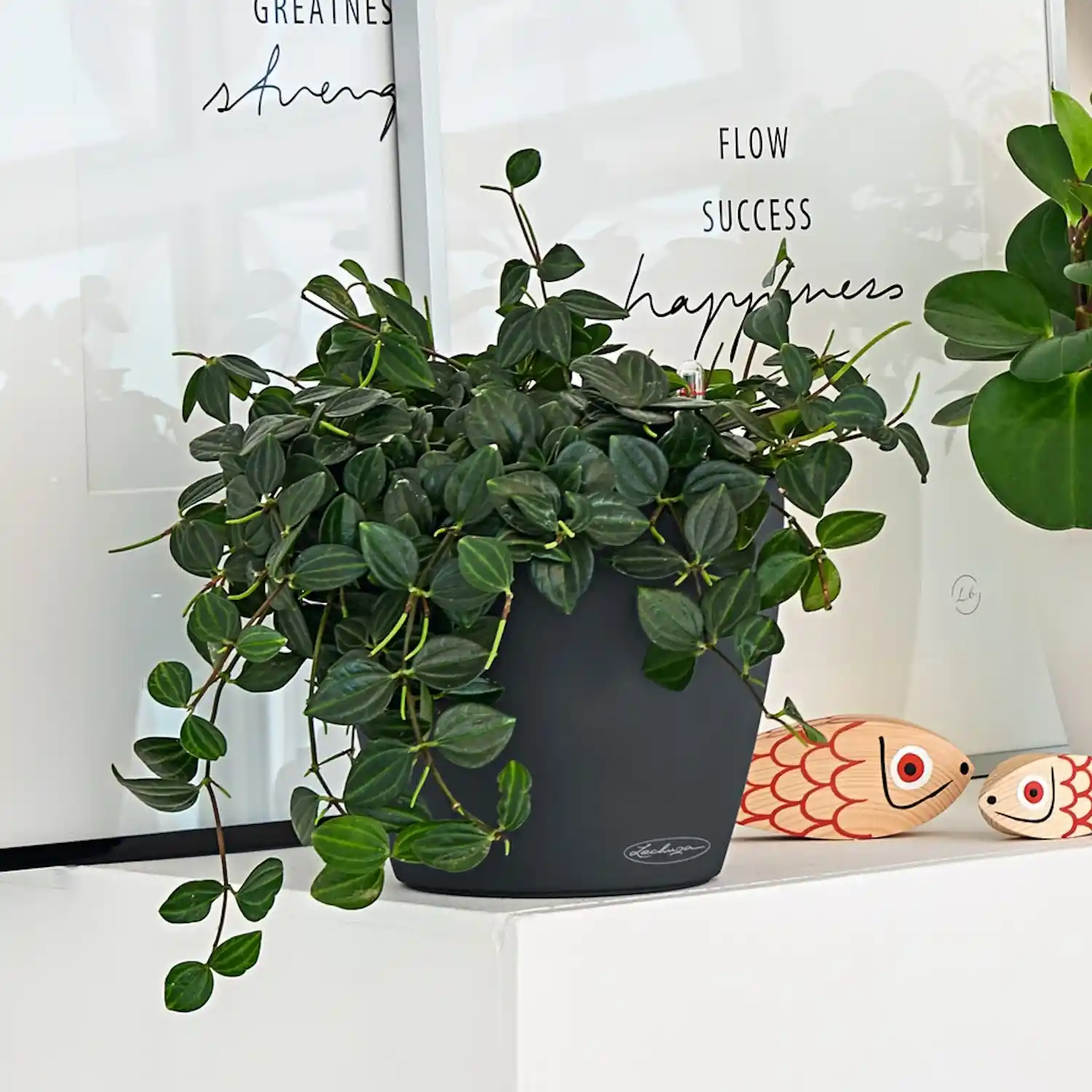 LECHUZA CLASSICO Color Round Poly Resin Self-watering Planter