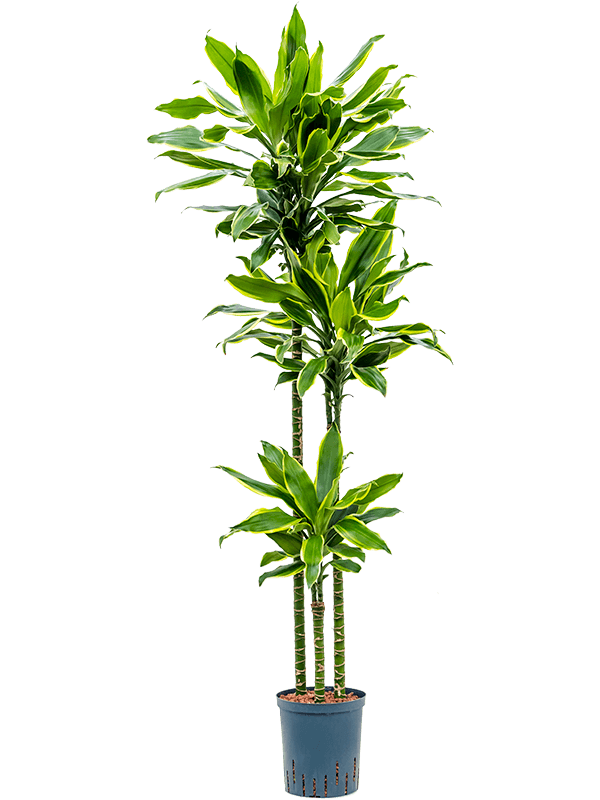 Insta-friendly Corn Plant Dracaena fragrans 'Golden Coast' Tall Indoor House Plants Trees