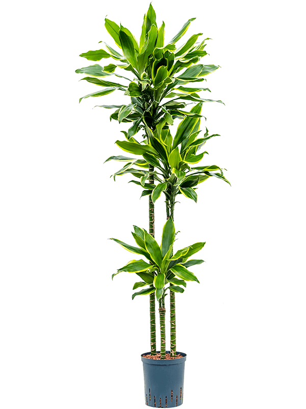 Insta-friendly Corn Plant Dracaena fragrans 'Golden Coast' Tall Indoor House Plants Trees