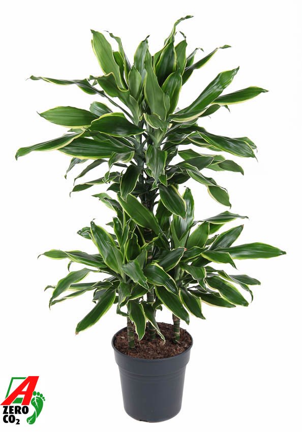 Insta-friendly Corn Plant Dracaena fragrans 'Golden Coast' Tall Indoor House Plants Trees