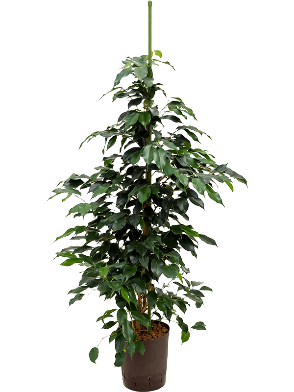 Lush Weeping Fig Ficus benjamina 'Danielle' Indoor House Plants