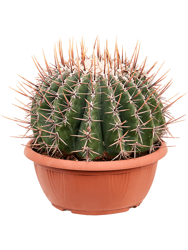 Cute Mexican Qiant Barrel Cactus Echinocactus ingens Indoor House Plants