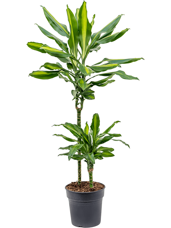 Colorful Corn Plant Dracaena fragrans 'Cintho' Indoor House Plants