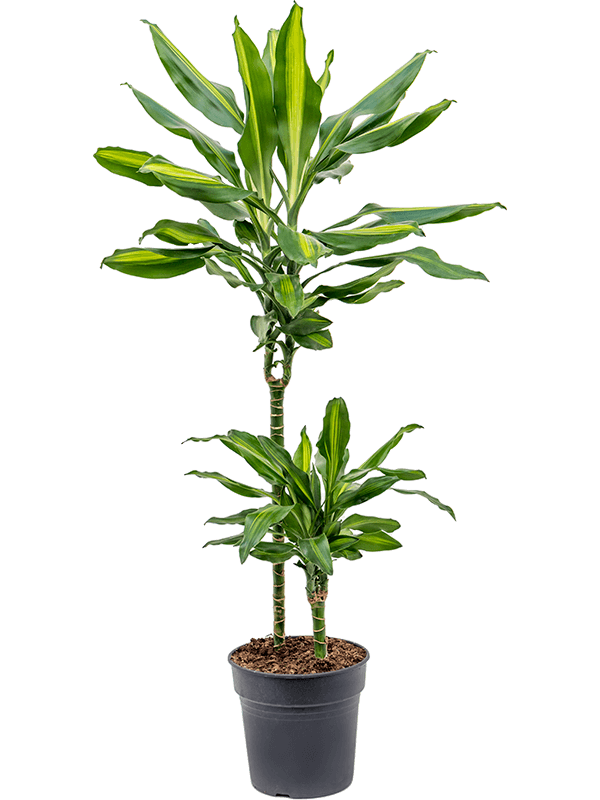 Colorful Corn Plant Dracaena fragrans 'Cintho' Indoor House Plants