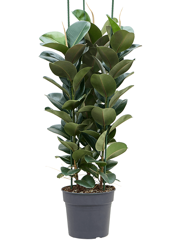 Lush Rubber Plant Ficus elastica 'Cloë' Indoor House Plants