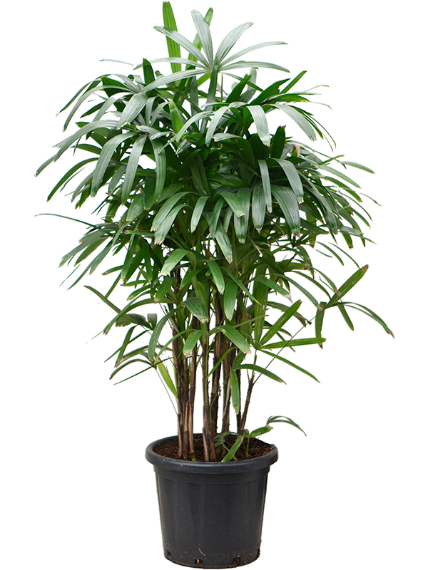 Tropical Lady Palm Rhapis excelsa Indoor House Plants