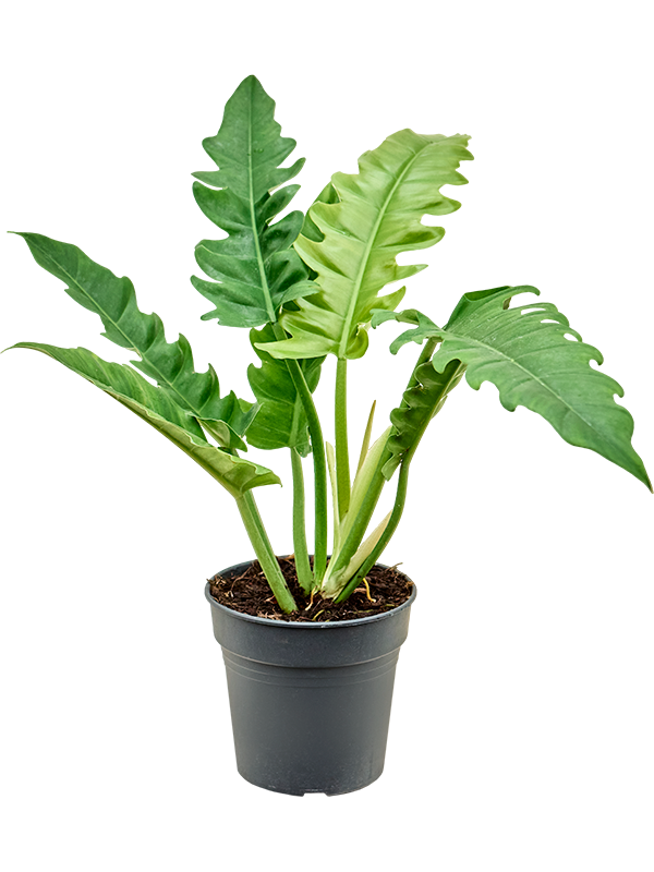 Lush Heart-Leaf Philodendron 'Narrow' Indoor House Plants