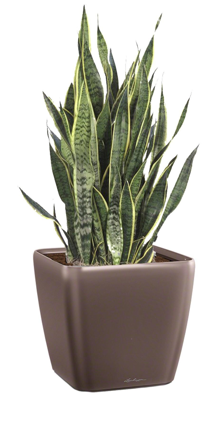 Sansevieria Lime in LECHUZA QUADRO LS Self-watering Planter, Total Height 40 cm
