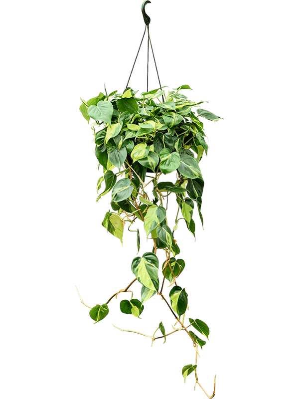 Lush Heart-Leaf Philodendron scandens 'Brasil' Indoor House Plants