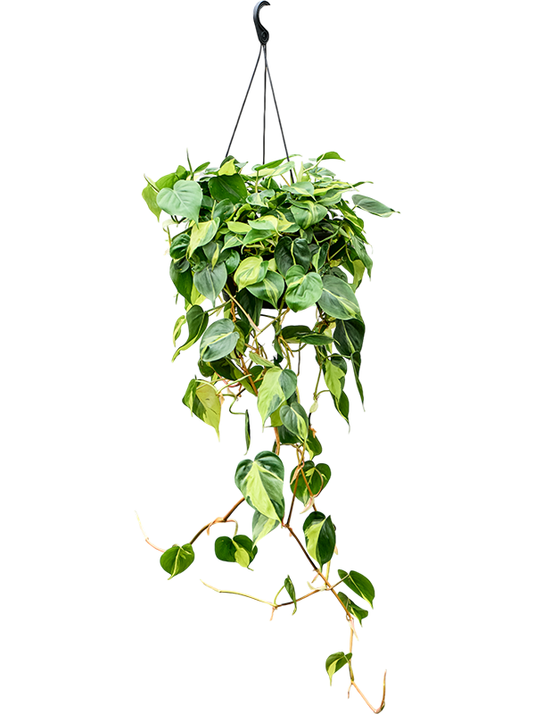 Lush Heart-Leaf Philodendron scandens 'Brasil' Indoor House Plants