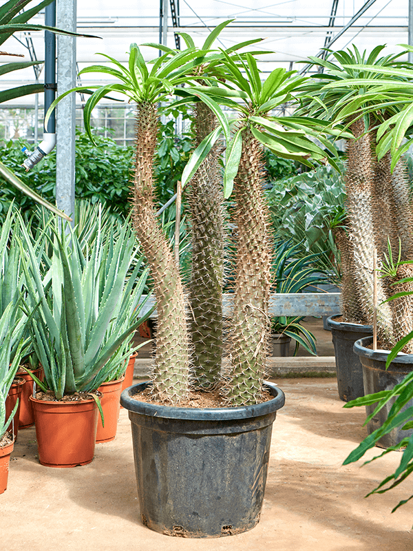 Showy Madagascar palm Pachypodium lamerei Tall Indoor House Plants Trees
