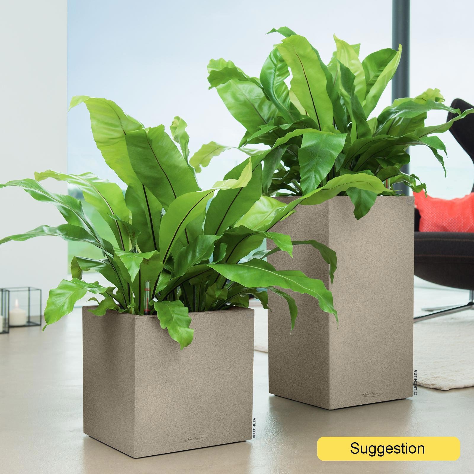 Shade-loving Birds Nest Fern Asplenium nidus Indoor House Plants
