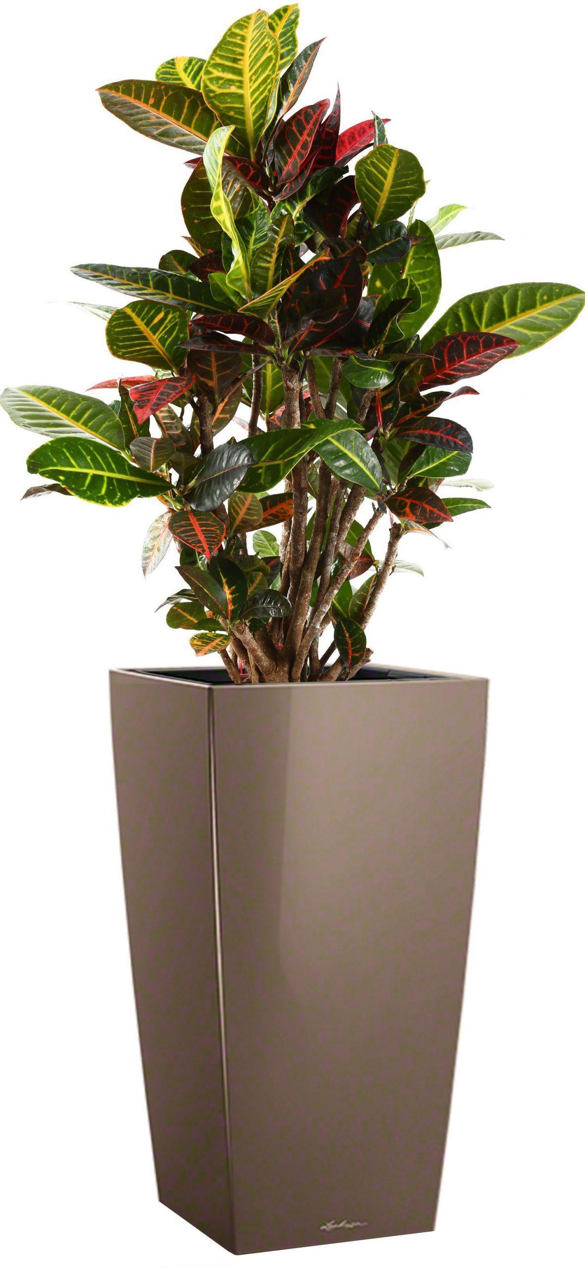 Codiaeum Petra in LECHUZA CUBICO Self-watering Planter, Total Height 130 cm