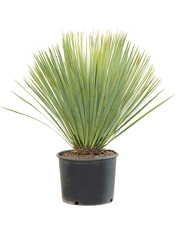 Photogenic Beaked Blue Yucca rostrata (170-200) Indoor House Plants