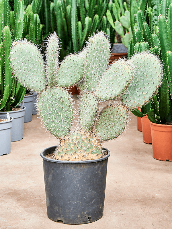 Easy-Care Prickly Pear Cactus Opuntia pailana Indoor House Plants