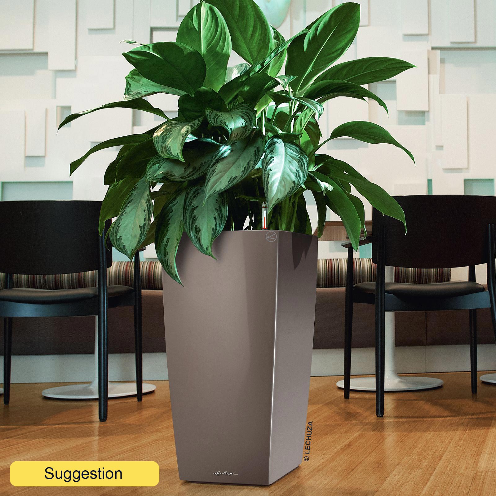 Vibrant Chinese Evergreen Aglaonema 'Silver Bay' Indoor House Plants