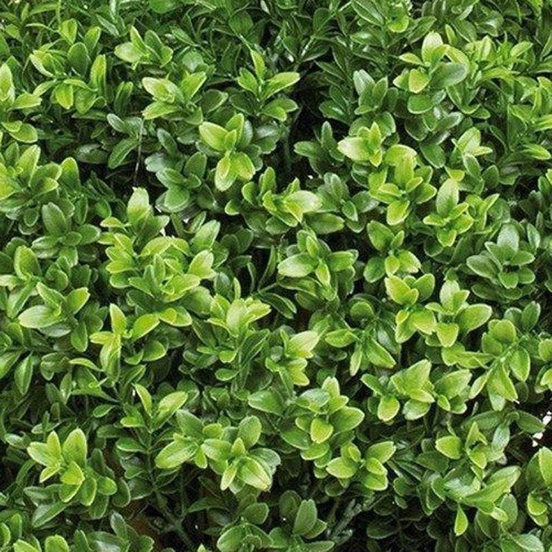 BUXUS BALL Artificial Tree Plant