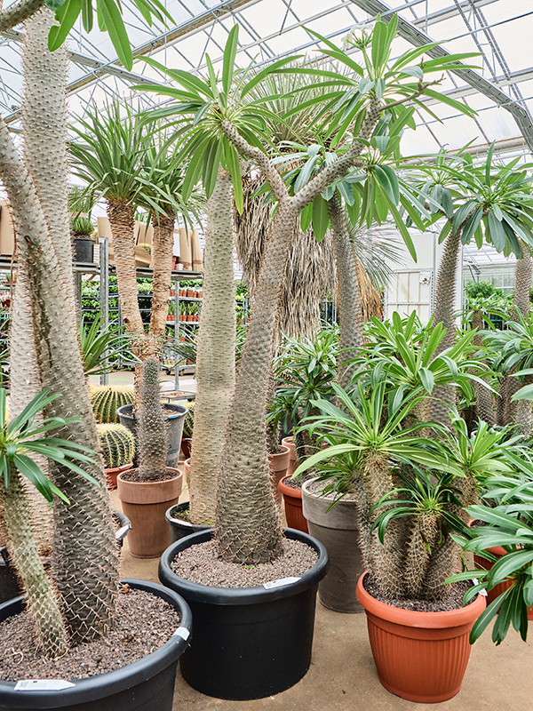 Showy Madagascar palm Pachypodium lamerei Tall Indoor House Plants Trees