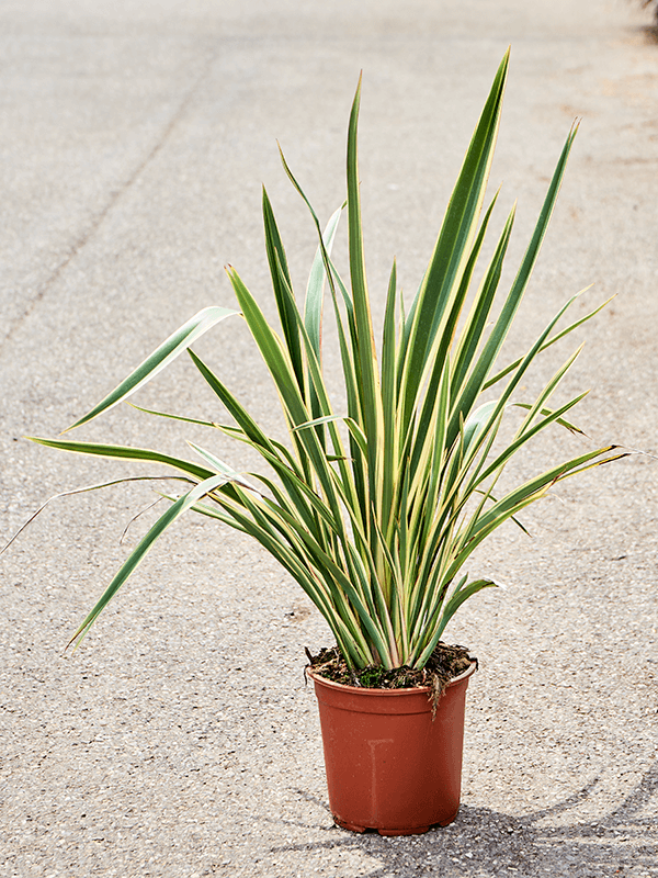 Easy-Care New Zealand Flax Phormium tenax 'Variegatum' (120-160) Indoor House Plants