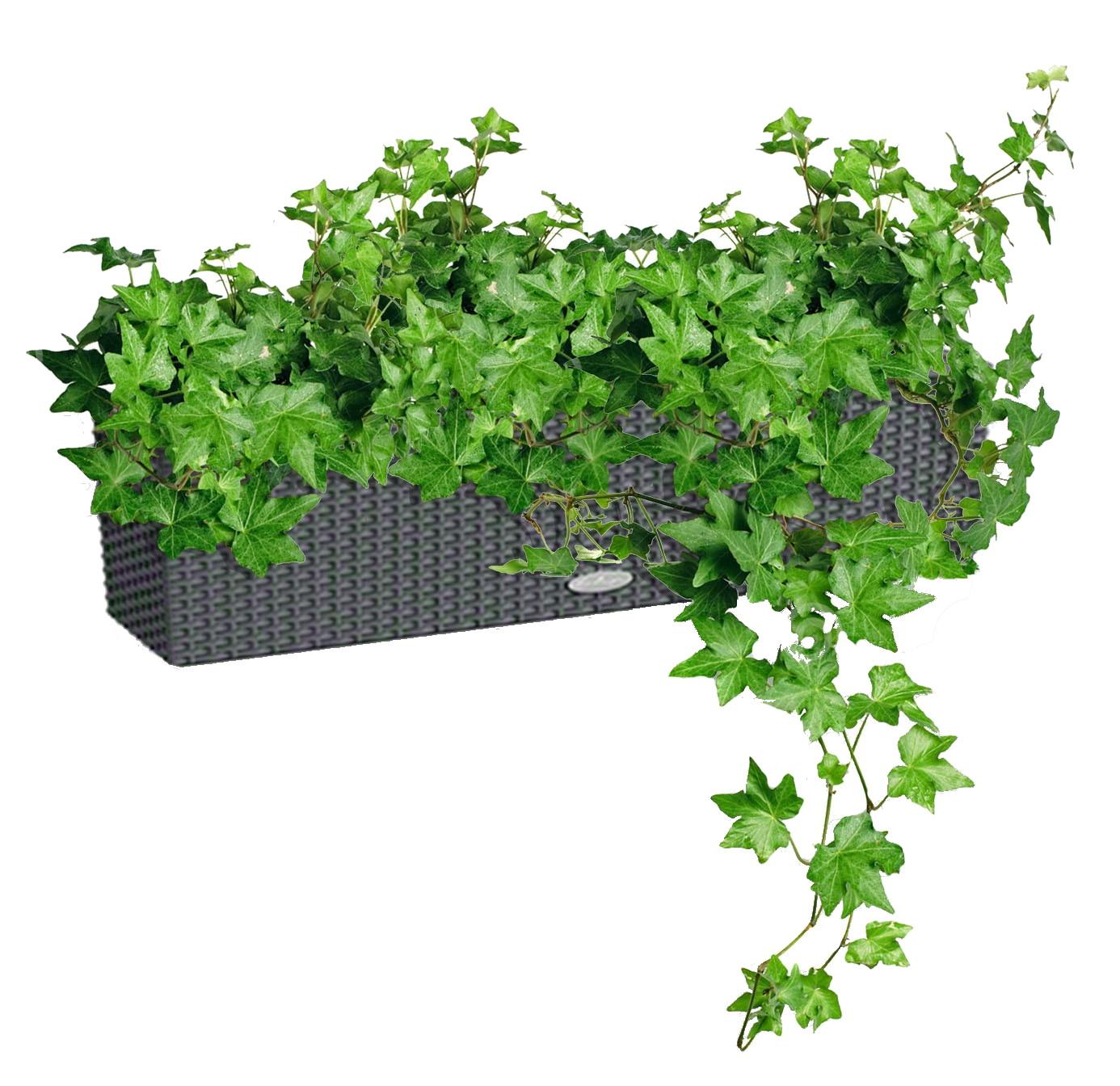 Ivy in LECHUZA BALCONERA Cottage Self-watering Planter, Total Height 60 cm