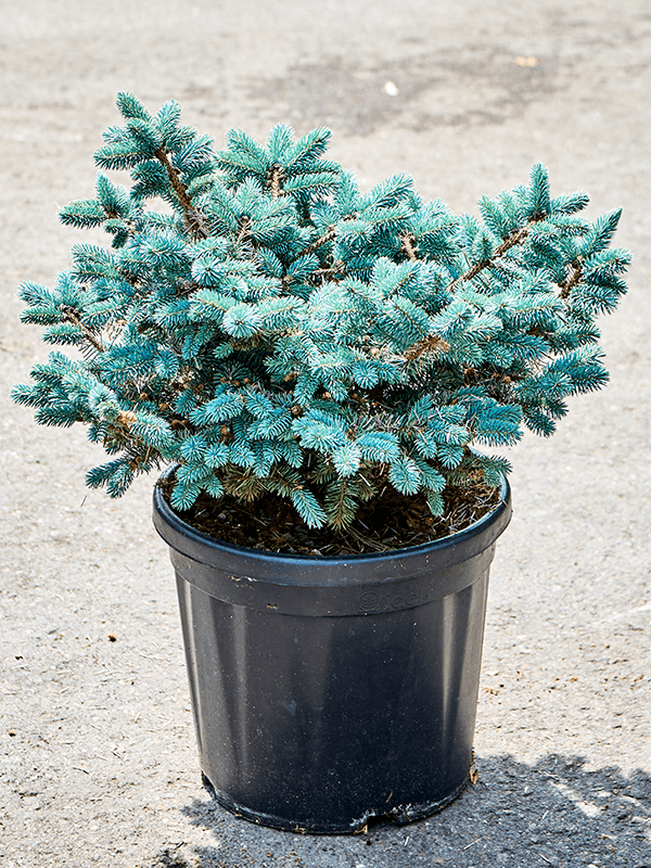 Showy Picea pungens 'Glauca Globosa' Outdoor Plants