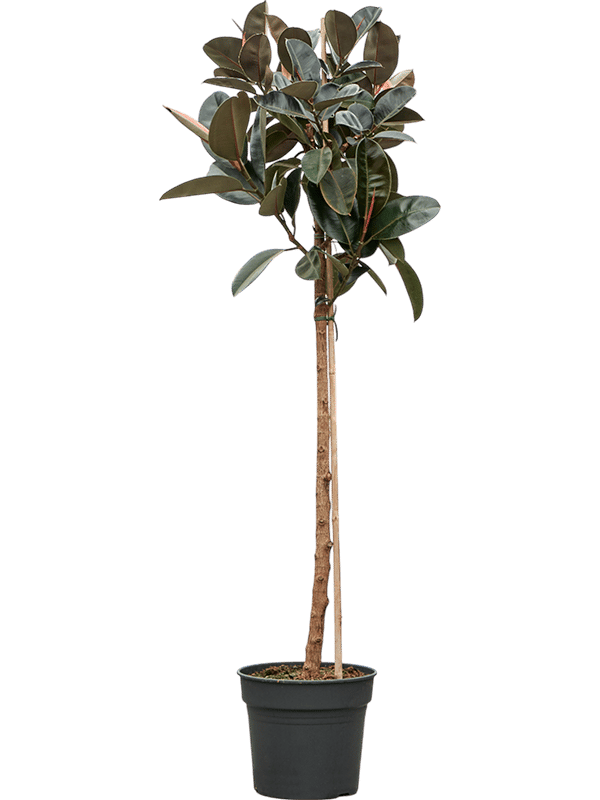 Lush Rubber Plant Ficus elastica 'Abidjan' Indoor House Plants